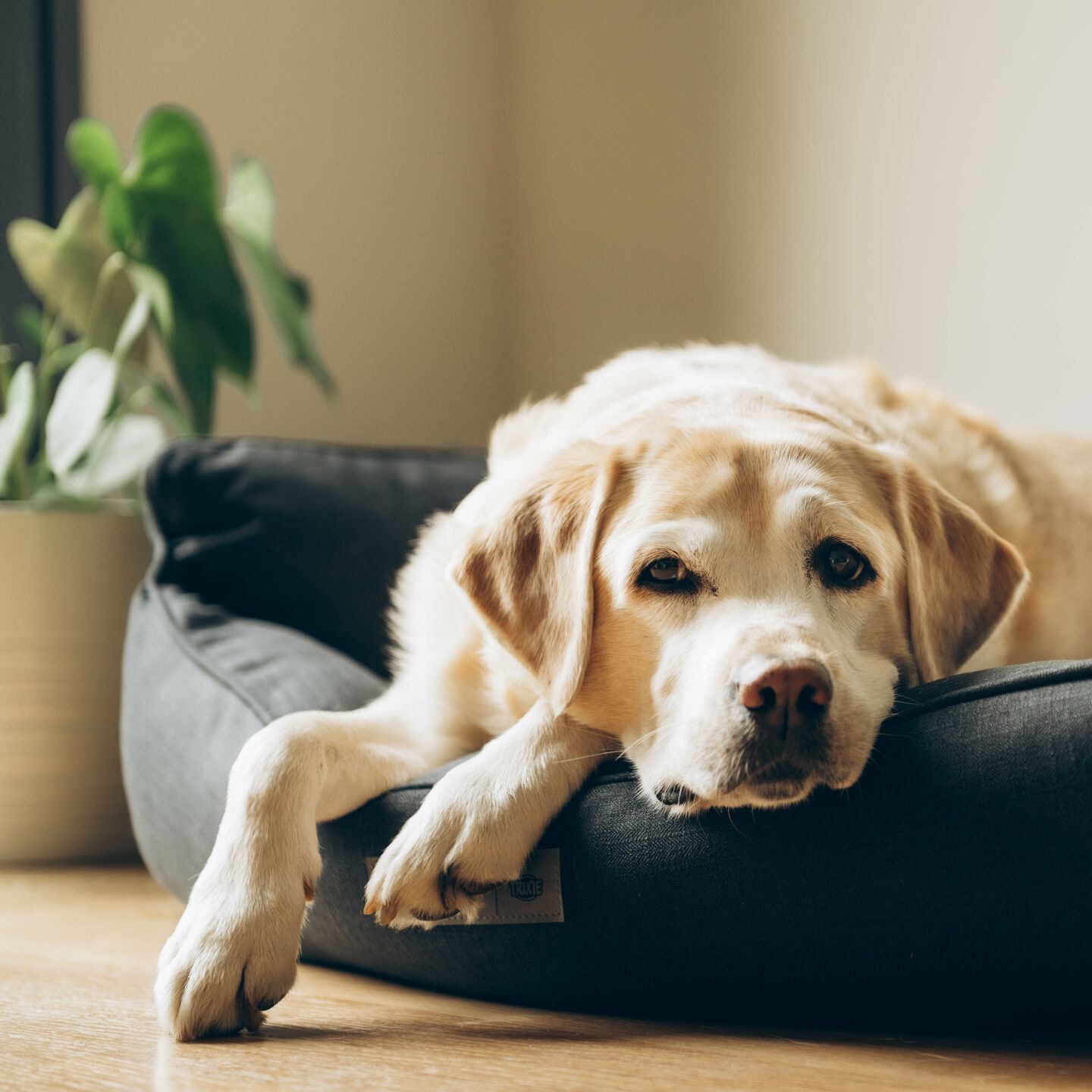 <strong>HOW TO MANAGE SEPARATION ANXIETY IN DOGS</strong><br><br>Being away from your dog can leave them (and you) feeling anxious, especially in the